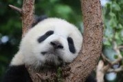 熊猫娱乐吃瓜酱,揭秘娱乐圈幕后故事